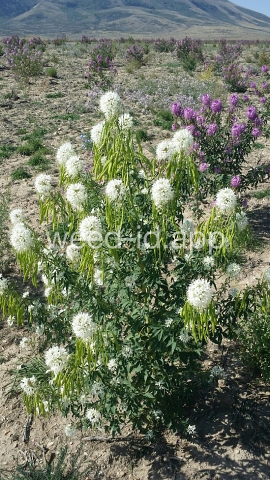 beeplant, Rocky Mountain